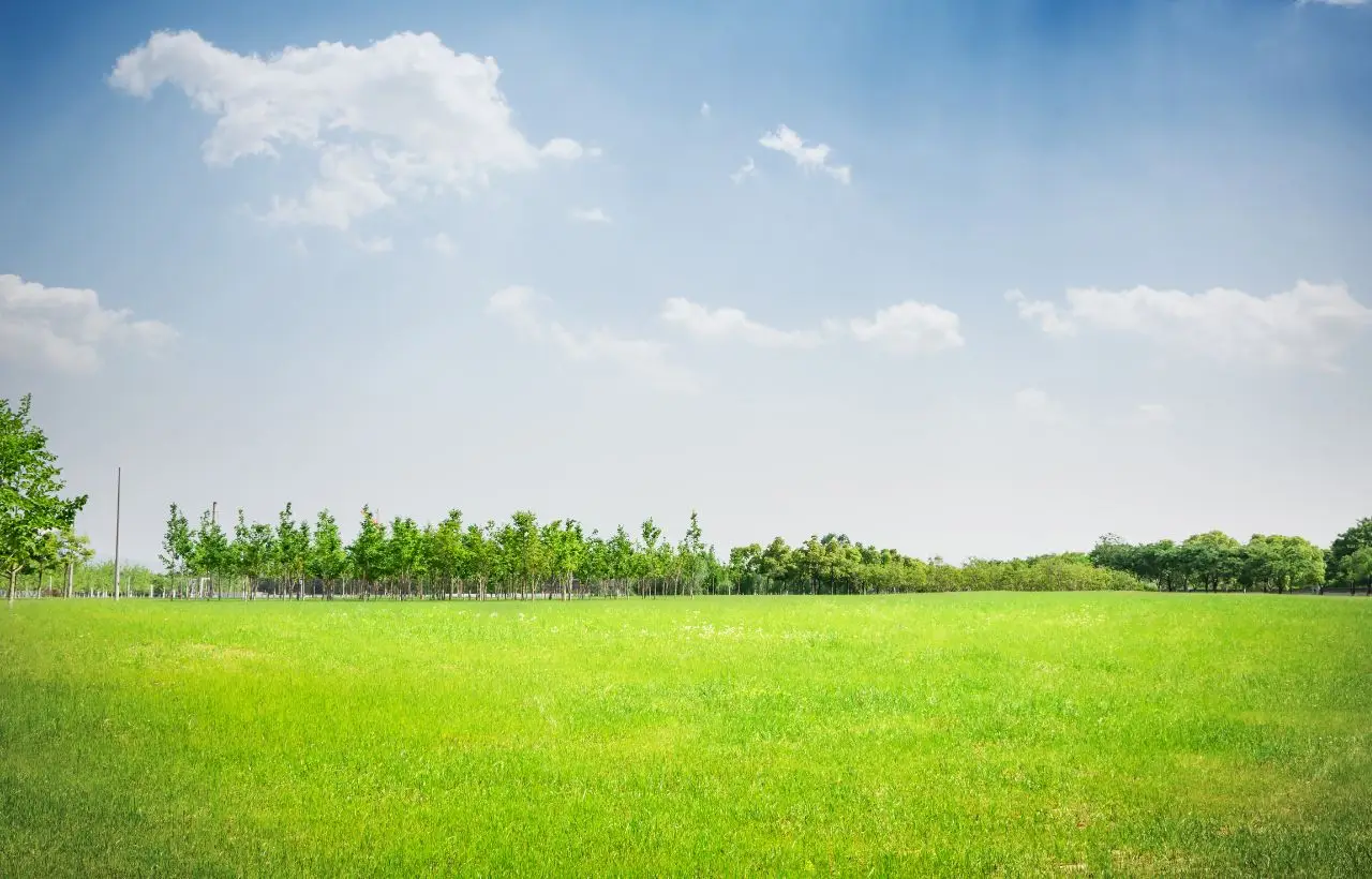Perché usare la sabbia di quarzo sul prato: il trucco degli esperti per un tappeto verde perfetto