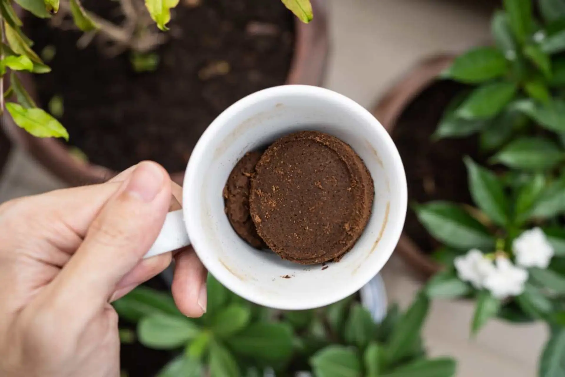 Come usare il caffè esausto per far crescere le piante più velocemente Come usare il caffè esausto per far crescere le piante più velocemente