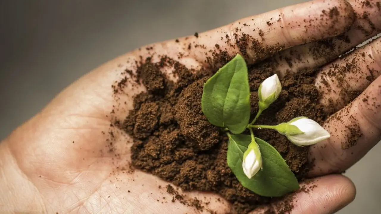 Come usare il caffè esausto per far crescere le piante più velocemente Come usare il caffè esausto per far crescere le piante più velocemente