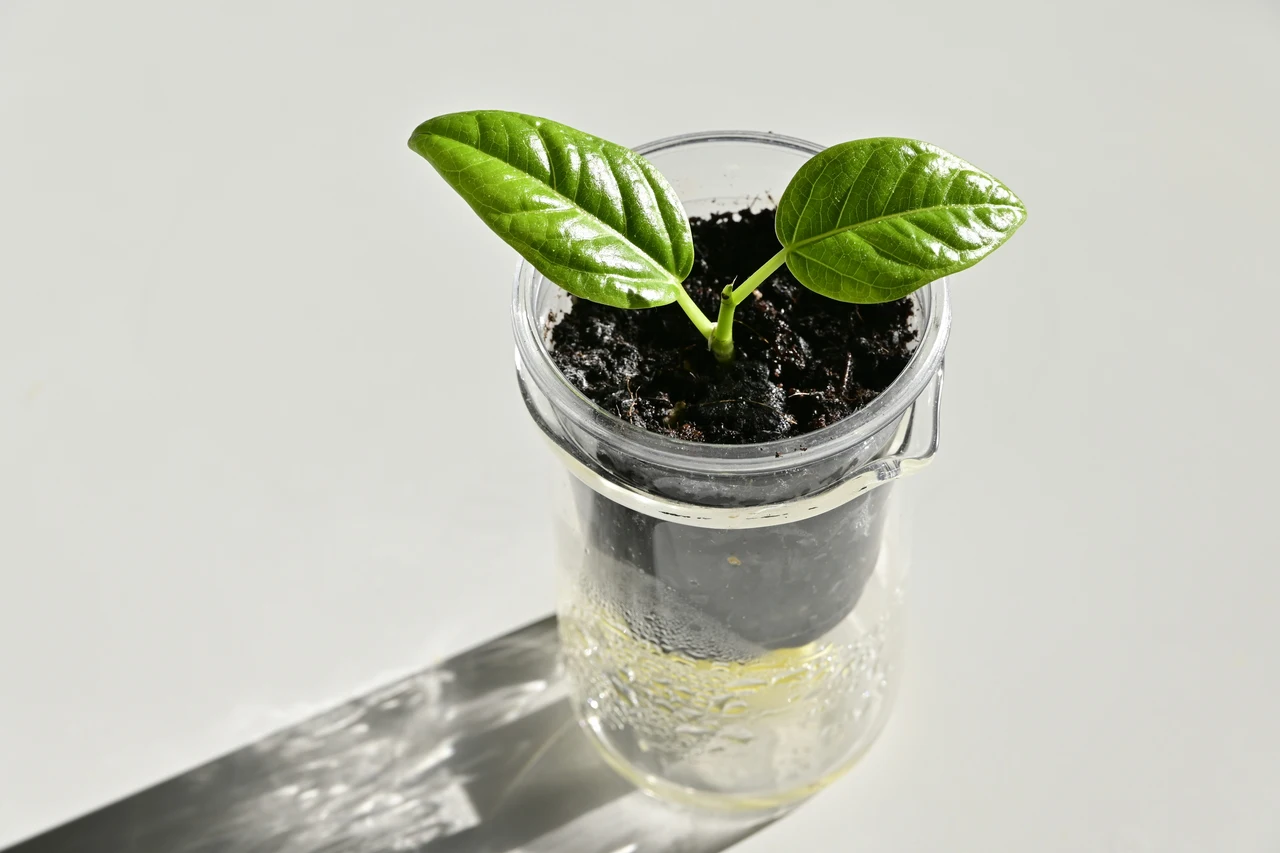 Come usare il caffè esausto per far crescere le piante più velocemente Come usare il caffè esausto per far crescere le piante più velocemente