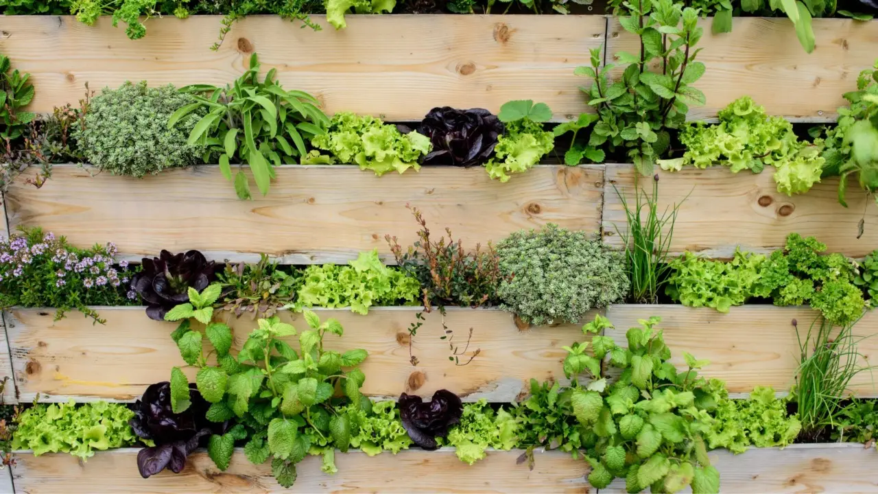 Orto verticale fai-da-te: il metodo più semplice da montare in balcone Orto verticale fai-da-te: il metodo più semplice da montare in balcone
