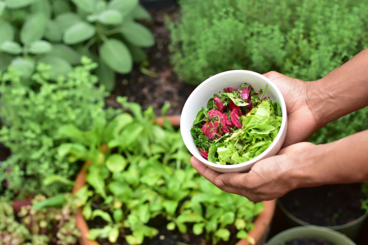 Insalata a crescita rapida: semina e raccolta in meno di 30 giorni Insalata a crescita rapida: semina e raccolta in meno di 30 giorni