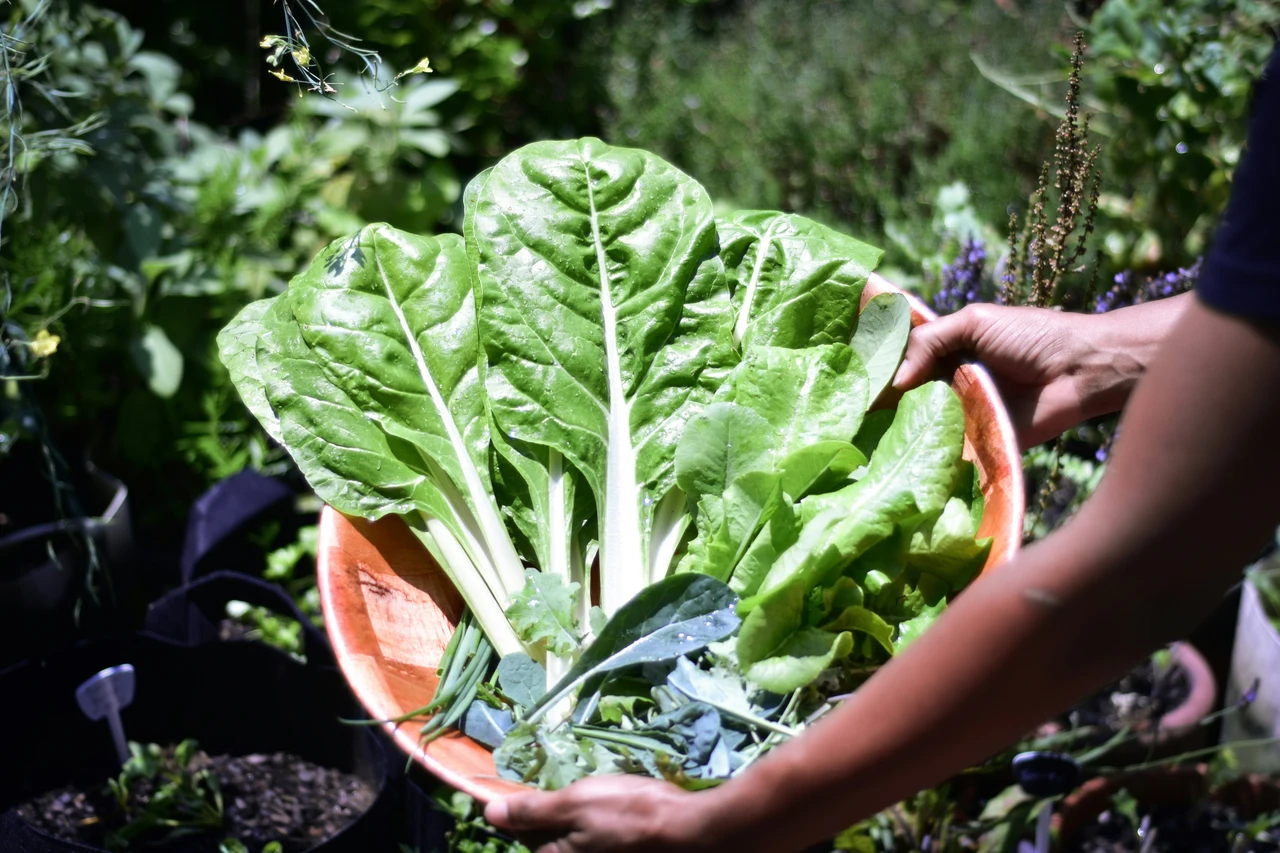 Insalata a crescita rapida: semina e raccolta in meno di 30 giorni Insalata a crescita rapida: semina e raccolta in meno di 30 giorni