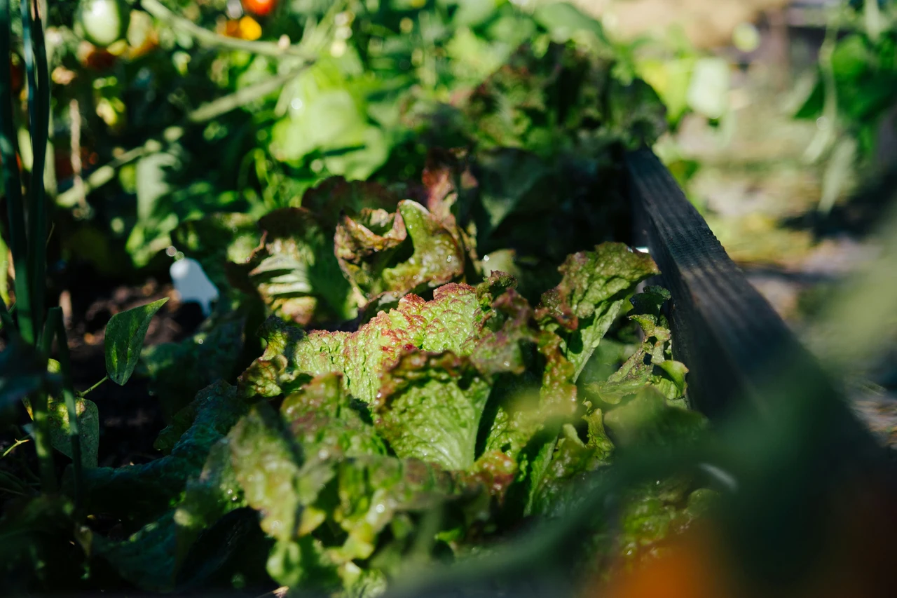 Insalata a crescita rapida: semina e raccolta in meno di 30 giorni Insalata a crescita rapida: semina e raccolta in meno di 30 giorni