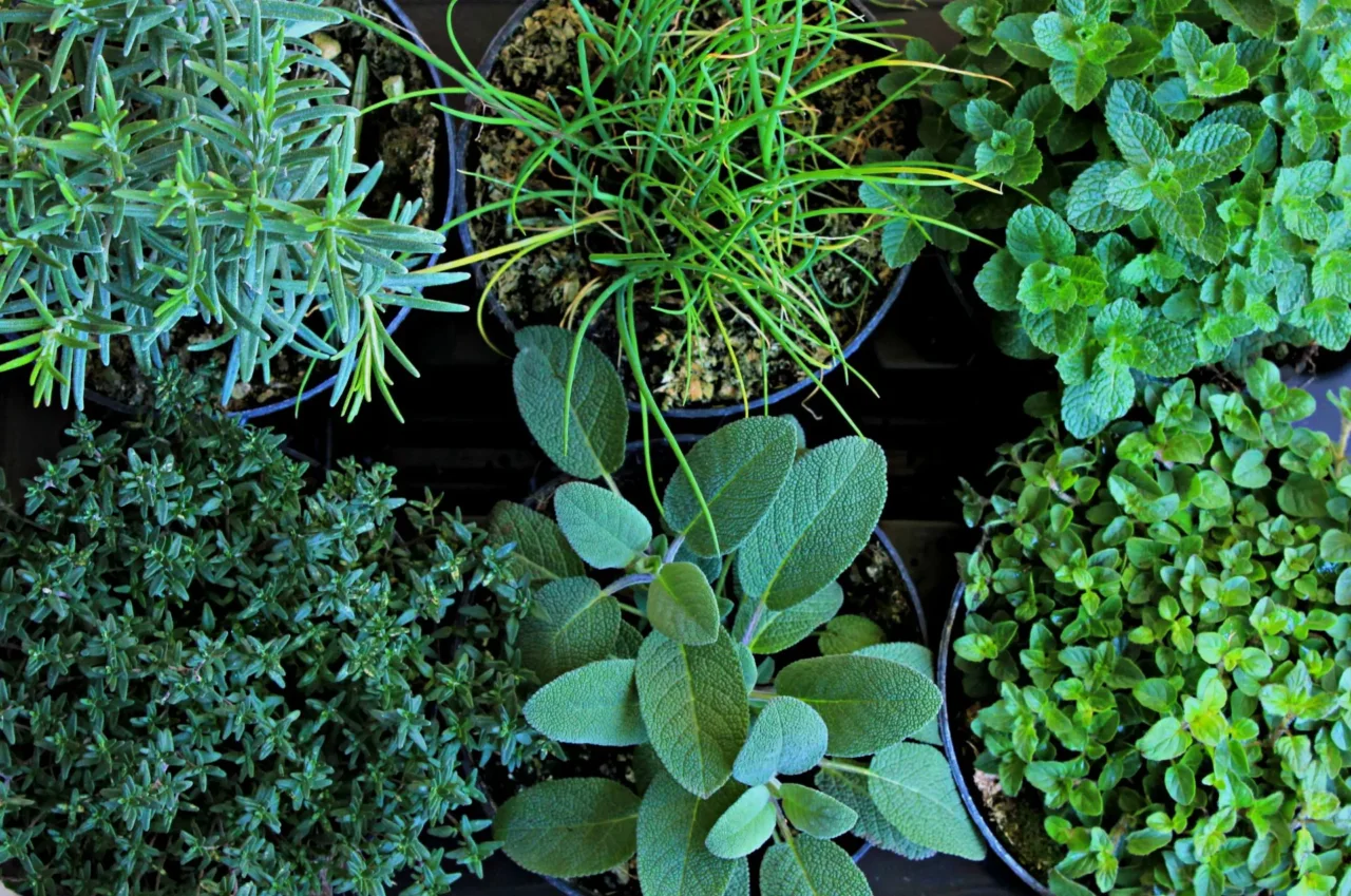 Piante aromatiche in ombra: quali resistono meglio e producono più aroma Piante aromatiche in ombra: quali resistono meglio e producono più aroma