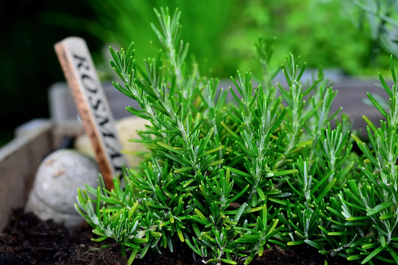 Piante aromatiche in ombra: quali resistono meglio e producono più aroma Piante aromatiche in ombra: quali resistono meglio e producono più aroma