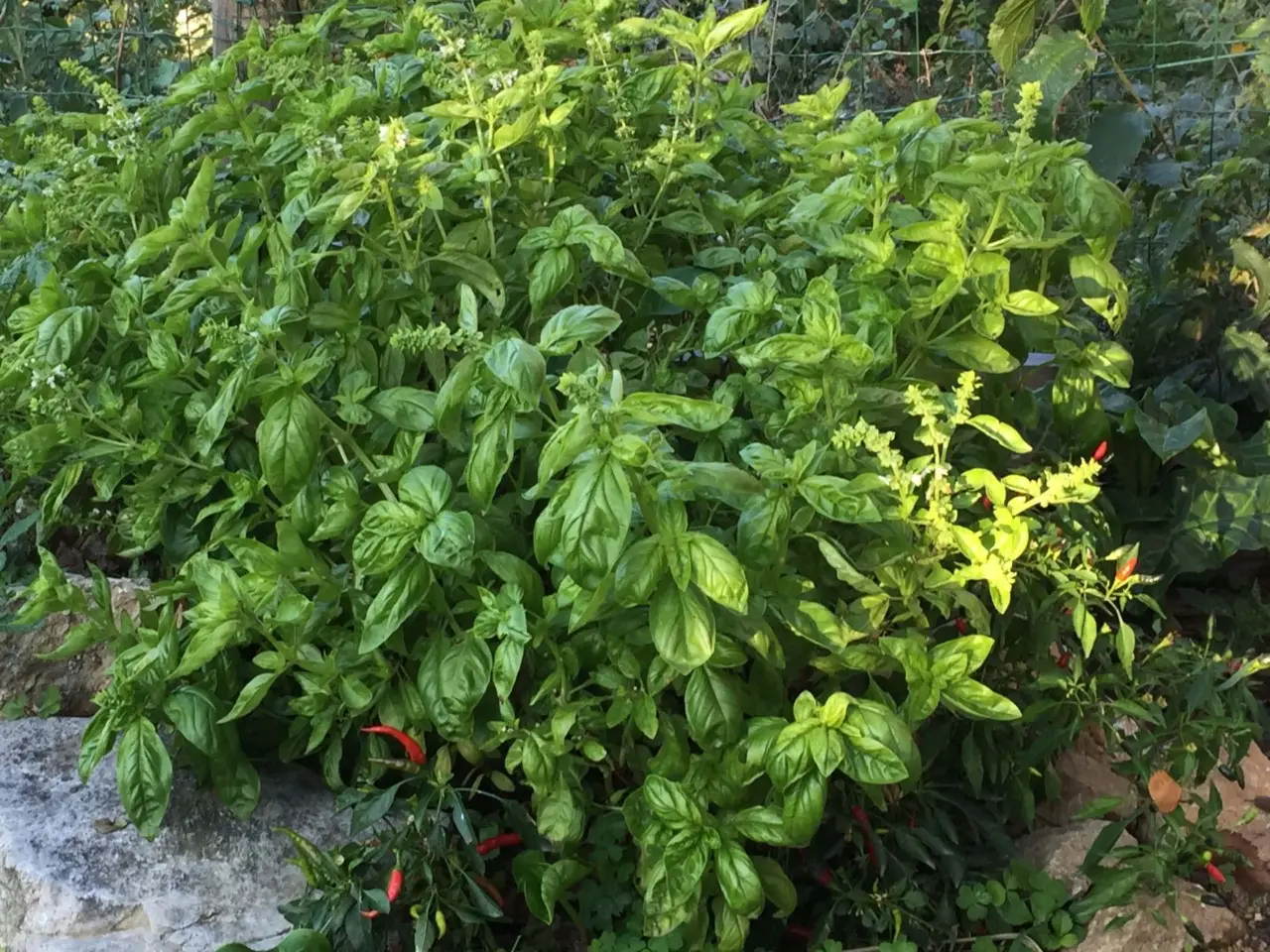 Piante aromatiche in ombra: quali resistono meglio e producono più aroma Piante aromatiche in ombra: quali resistono meglio e producono più aroma