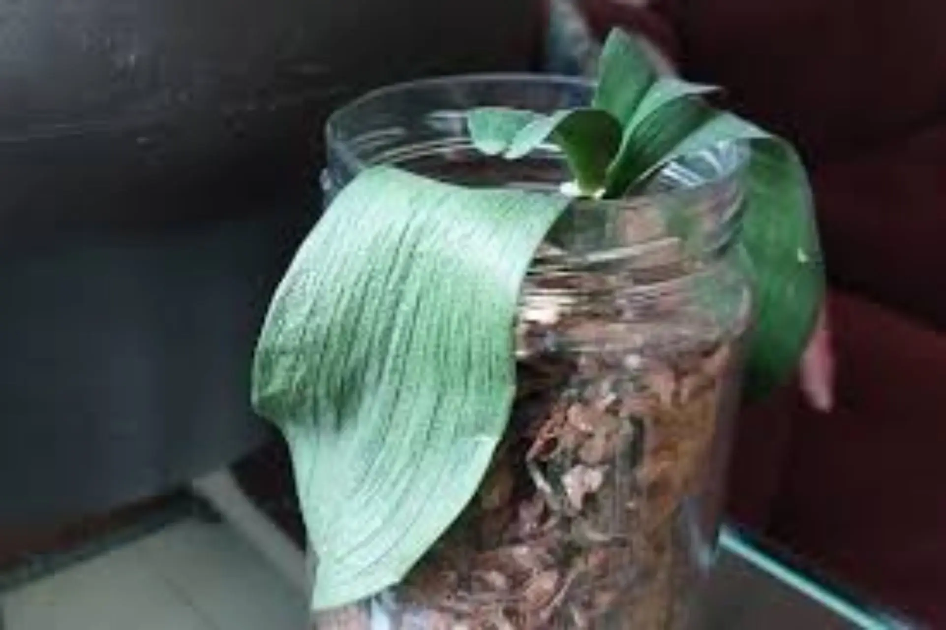 Come costruire un mini-compost con bottiglia di plastica per balcone Come costruire un mini-compost con bottiglia di plastica per balcone