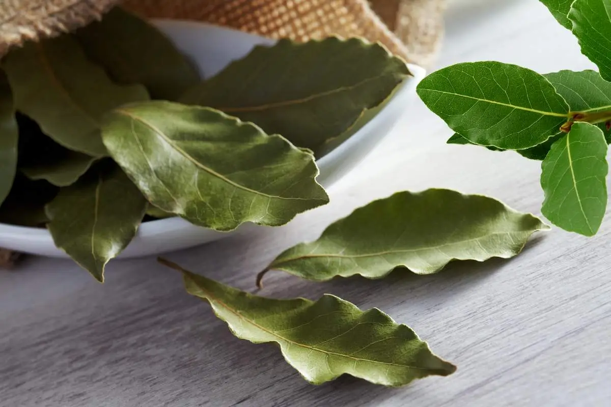 Come togliere l’odore di chiuso dai cassetti: il trucco con alloro e bicarbonato che non conosci Come togliere l’odore di chiuso dai cassetti: il trucco con alloro e bicarbonato che non conosci