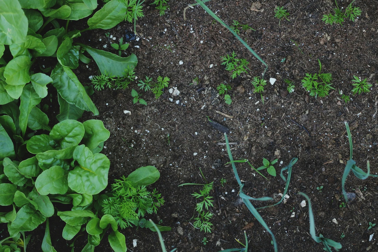 Insalata che cresce in 30 giorni: ecco come piantarla ora per un raccolto veloce Insalata che cresce in 30 giorni: ecco come piantarla ora per un raccolto veloce