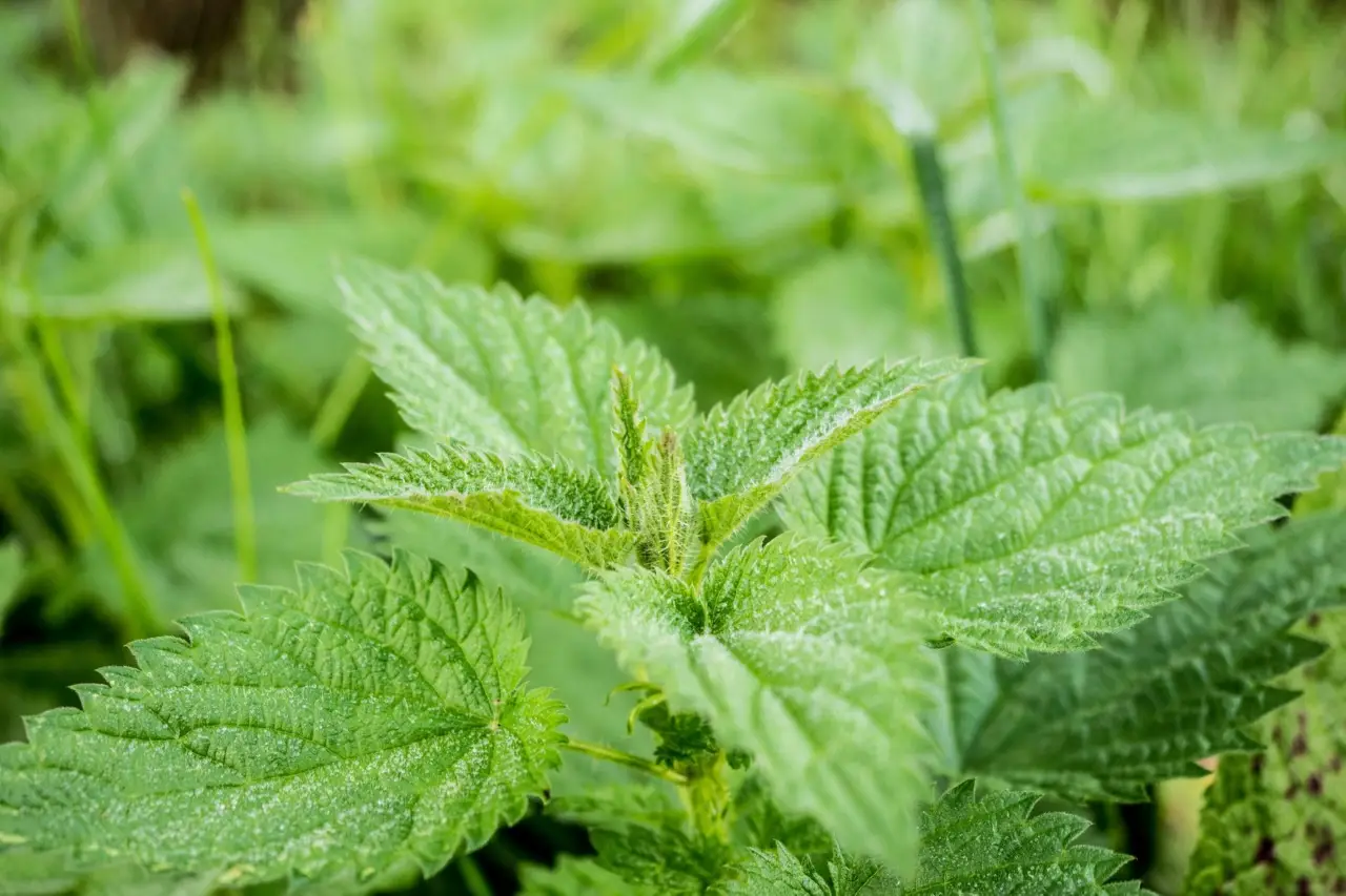 Ortica in giardino: come preparare il macerato che protegge le piante Ortica in giardino: come preparare il macerato che protegge le piante