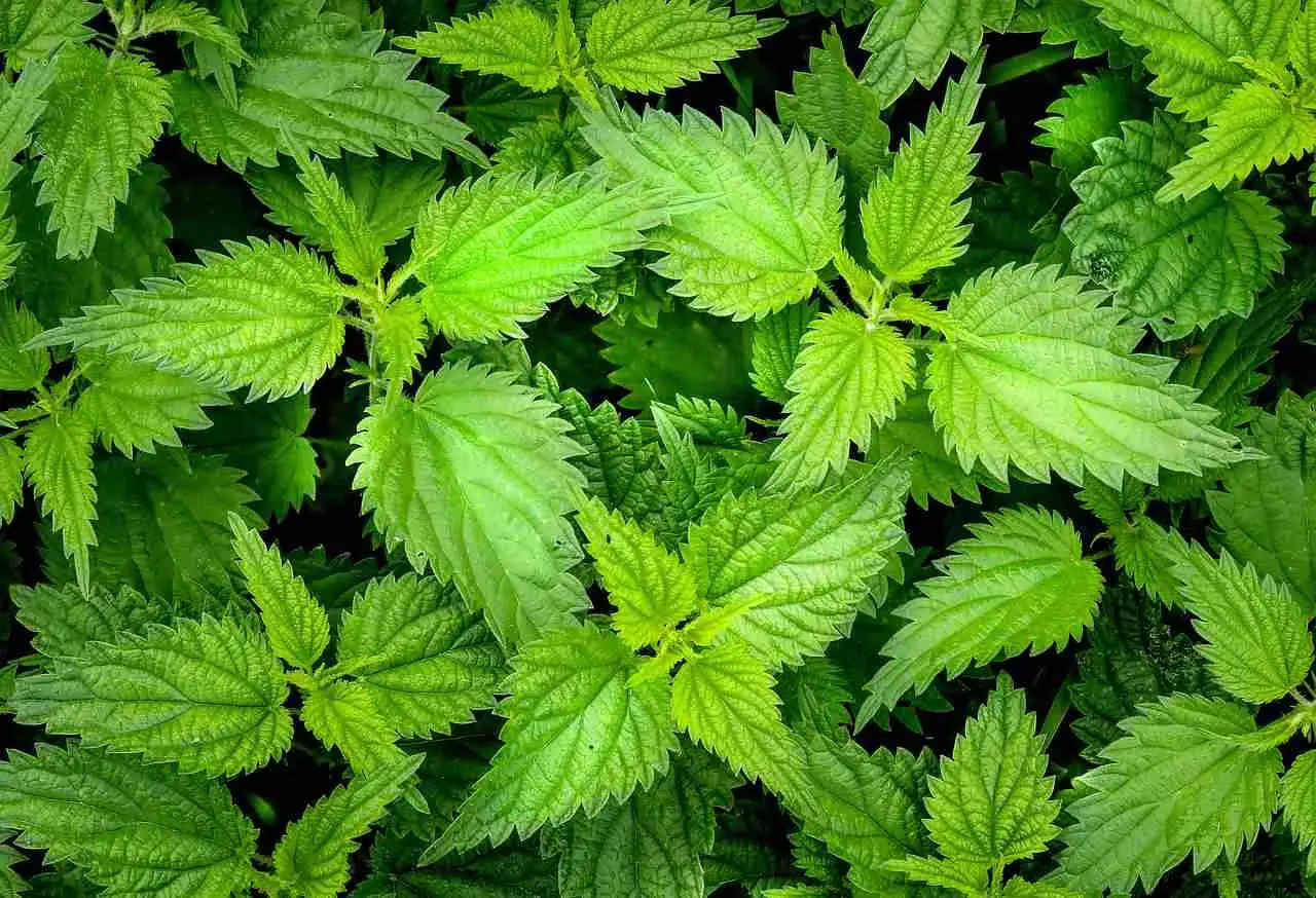 Ortica in giardino: come preparare il macerato che protegge le piante Ortica in giardino: come preparare il macerato che protegge le piante