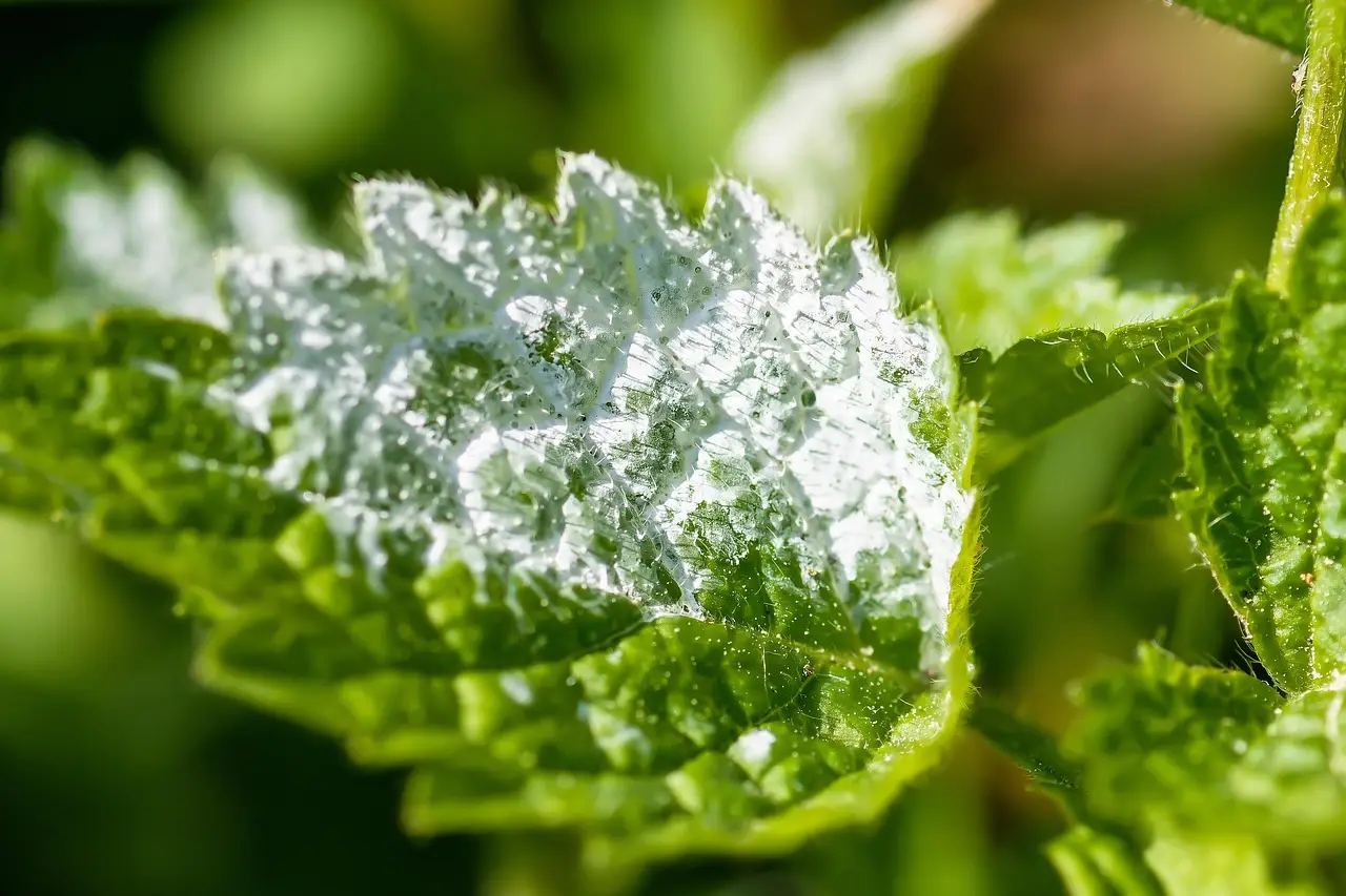 Allarme afidi a giugno: il rimedio naturale con sapone di Marsiglia e acqua Allarme afidi a giugno: il rimedio naturale con sapone di Marsiglia e acqua