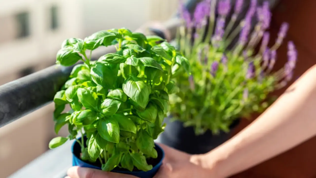 Come coltivare il basilico sul balcone: il trucco per farlo durare tutta l’estate Come coltivare il basilico sul balcone: il trucco per farlo durare tutta l’estate