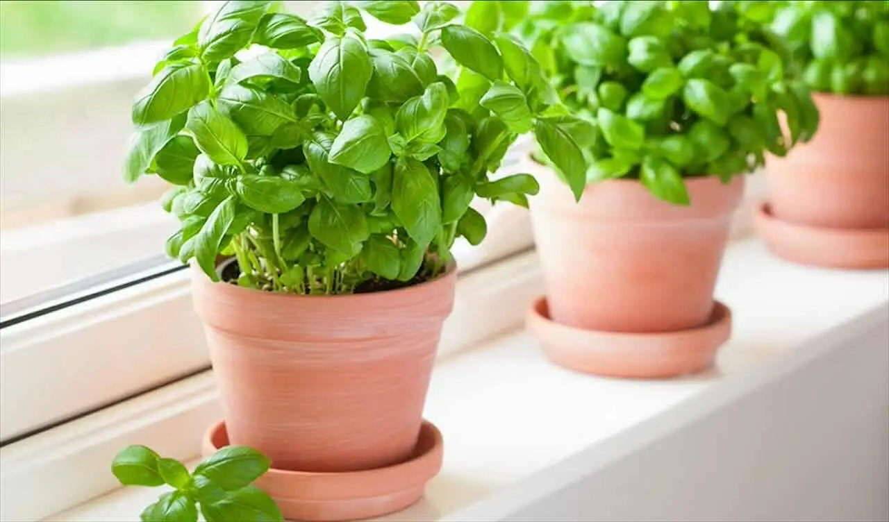 Come coltivare il basilico sul balcone: il trucco per farlo durare tutta l’estate Come coltivare il basilico sul balcone: il trucco per farlo durare tutta l’estate