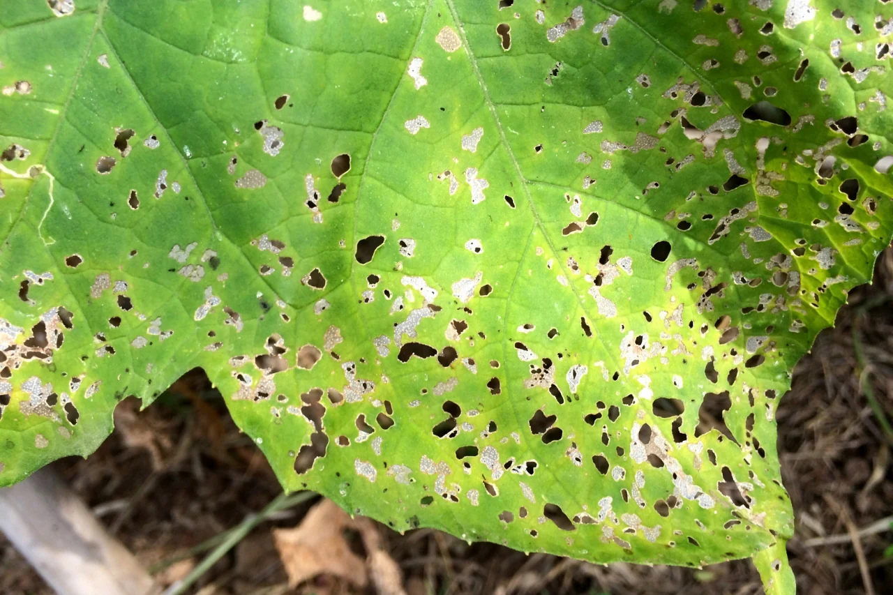 Cetrioli molli o amari? Ecco l’errore che rovina il raccolto Cetrioli molli o amari? Ecco l’errore che rovina il raccolto