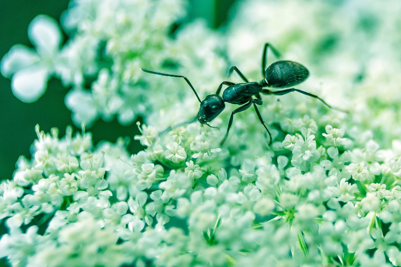 Come allontanare le formiche dall’orto senza pesticidi: il trucco con aceto Come allontanare le formiche dall’orto senza pesticidi: il trucco con aceto