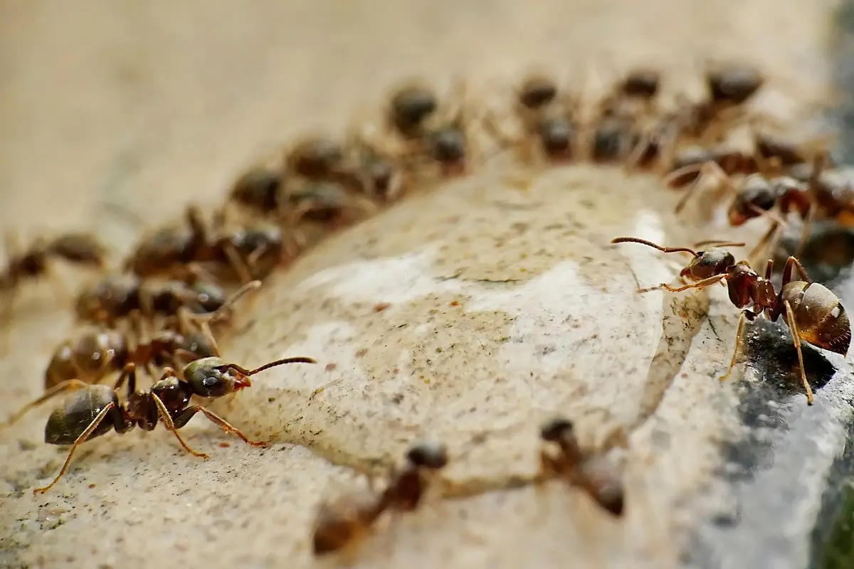 Come allontanare le formiche dall’orto senza pesticidi: il trucco con aceto Come allontanare le formiche dall’orto senza pesticidi: il trucco con aceto