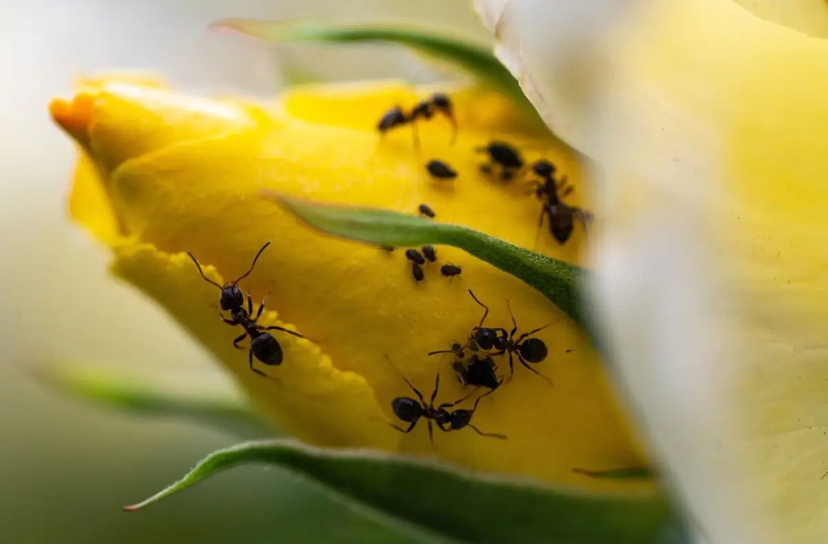 Come allontanare le formiche dall’orto senza pesticidi: il trucco con aceto Come allontanare le formiche dall’orto senza pesticidi: il trucco con aceto