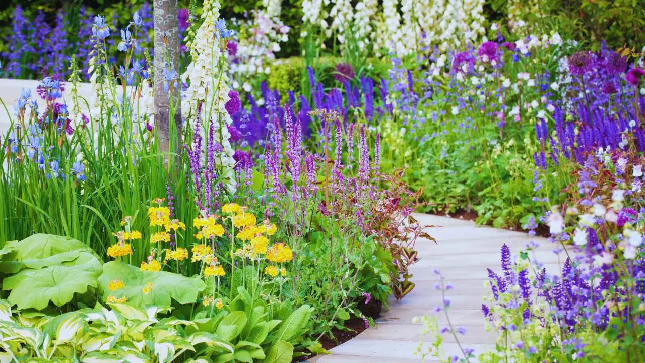 La perenne colorata perfetta per bordure estive: fioritura abbondante senza cure La perenne colorata perfetta per bordure estive: fioritura abbondante senza cure