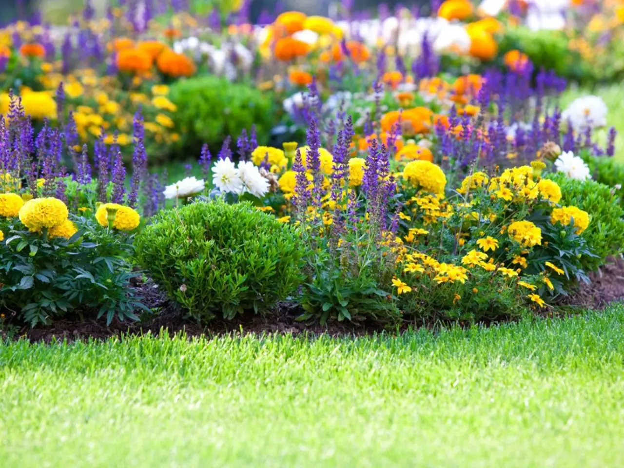 La perenne colorata perfetta per bordure estive: fioritura abbondante senza cure La perenne colorata perfetta per bordure estive: fioritura abbondante senza cure