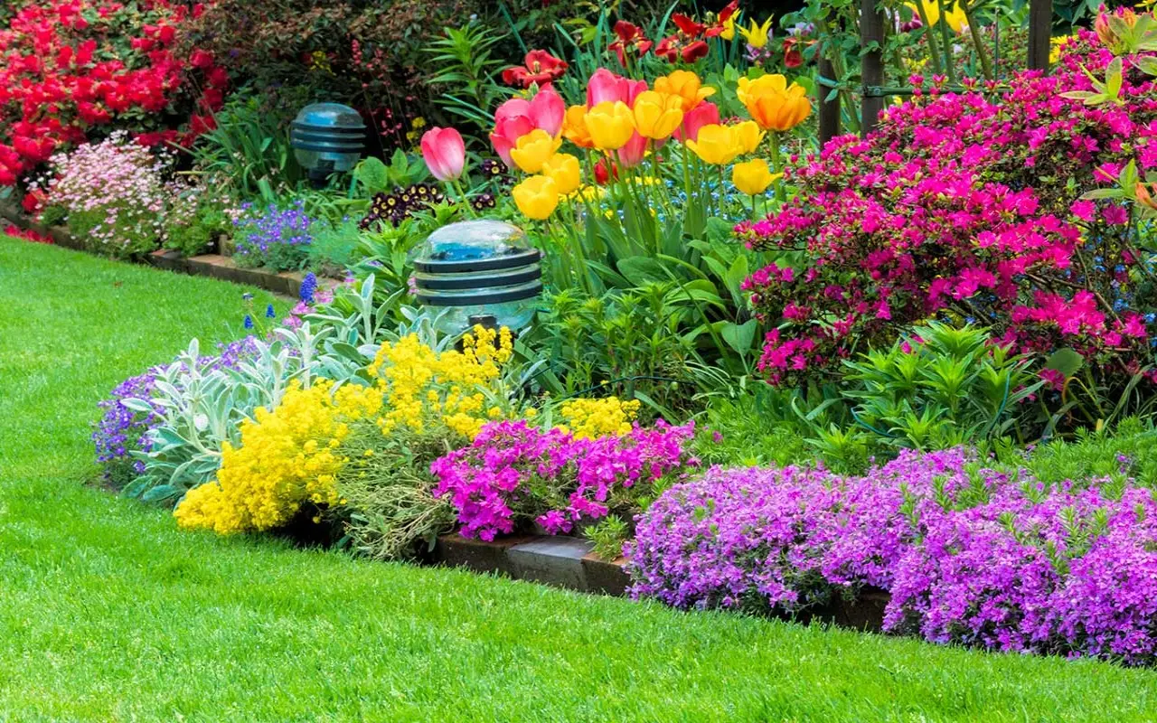 La perenne colorata perfetta per bordure estive: fioritura abbondante senza cure La perenne colorata perfetta per bordure estive: fioritura abbondante senza cure