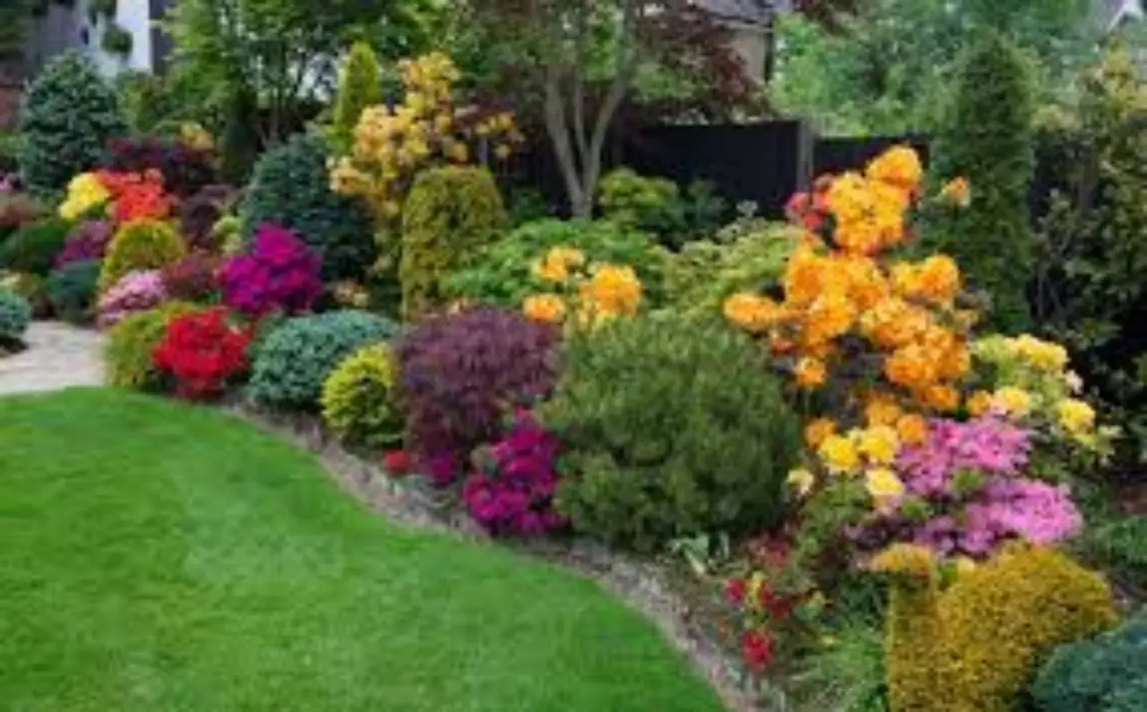 La perenne colorata perfetta per bordure estive: fioritura abbondante senza cure La perenne colorata perfetta per bordure estive: fioritura abbondante senza cure