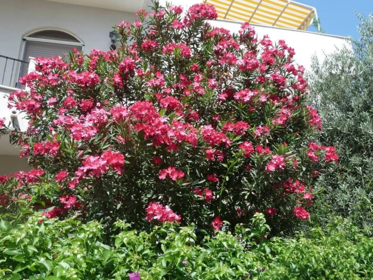 Arbusto fiorito da terrazzo che resiste al caldo: scopri come coltivarlo facilmente Arbusto fiorito da terrazzo che resiste al caldo: scopri come coltivarlo facilmente