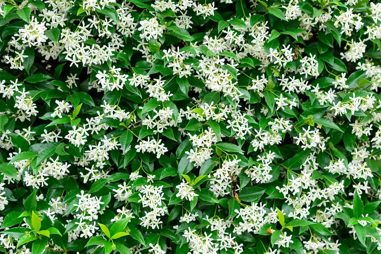 Dalla pianta di alloro al gelsomino: specie resistenti per aiuole sempre verdi Dalla pianta di alloro al gelsomino: specie resistenti per aiuole sempre verdi