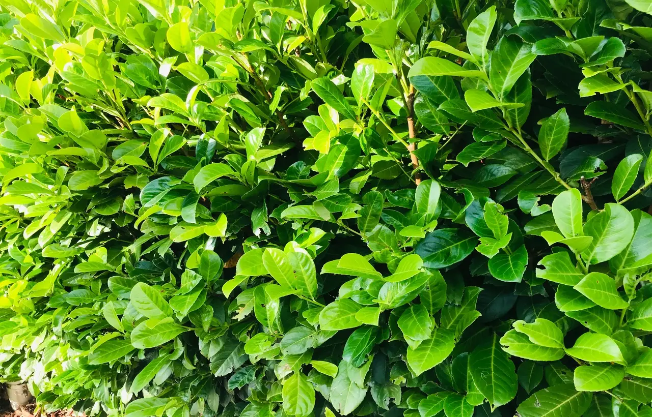 Dalla pianta di alloro al gelsomino: specie resistenti per aiuole sempre verdi Dalla pianta di alloro al gelsomino: specie resistenti per aiuole sempre verdi